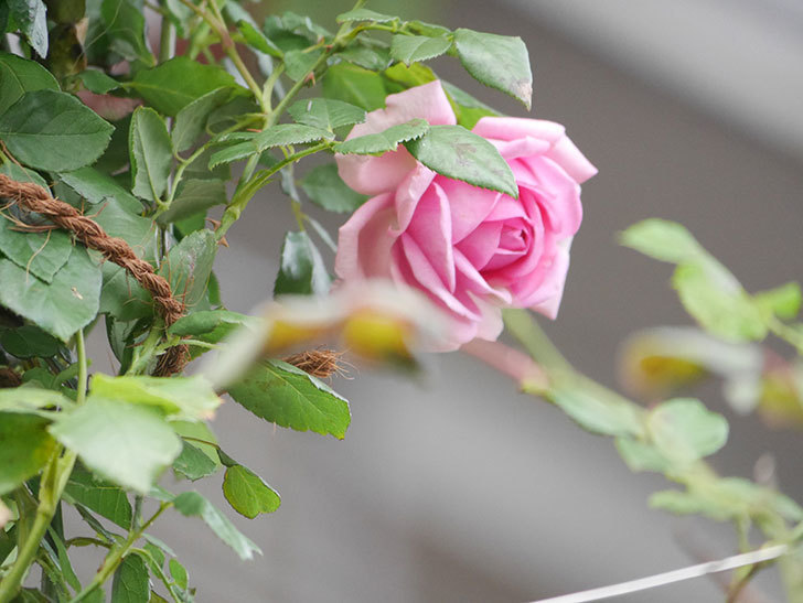 ローズ・ポンパドゥール(Rose Pompadour)の秋花が咲いた。半ツルバラ。2021年-017.jpg