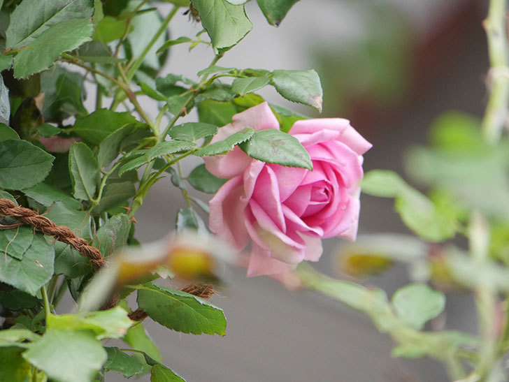 ローズ・ポンパドゥール(Rose Pompadour)の秋花が咲いた。半ツルバラ。2021年-018.jpg