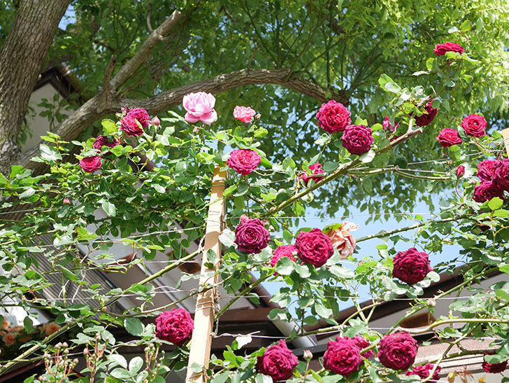 ローズ・ポンパドゥール(Rose Pompadour)の花が咲いた。半ツルバラ。2021年-001.jpg