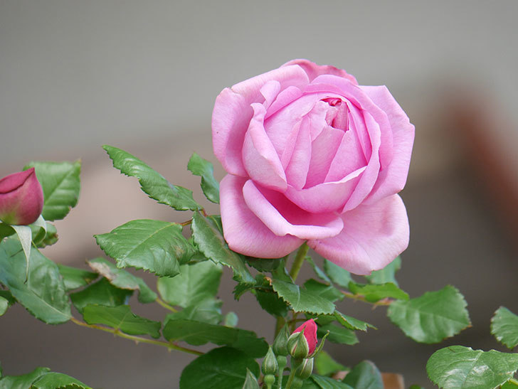 ローズ・ポンパドゥール(Rose Pompadour)の花が咲いた。半ツルバラ。2021年-003.jpg