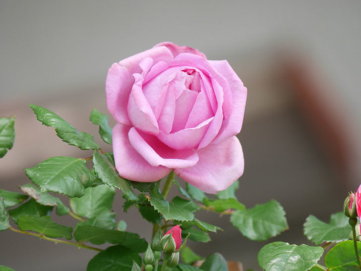 ローズ・ポンパドゥール(Rose Pompadour)の花が咲いた。半ツルバラ。2021年-005.jpg