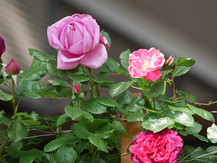 ローズ・ポンパドゥール(Rose Pompadour)の花が咲いた。半ツルバラ。2021年-006.jpg