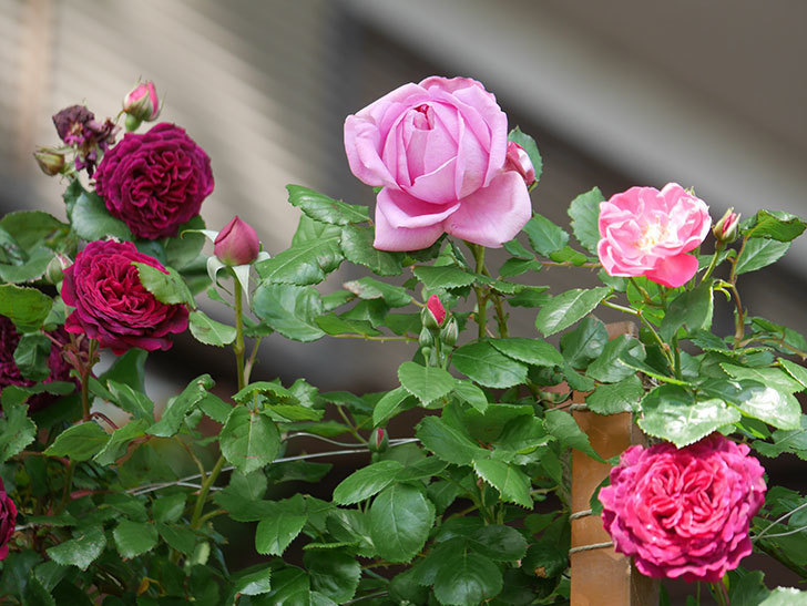 ローズ・ポンパドゥール(Rose Pompadour)の花が咲いた。半ツルバラ。2021年-007.jpg