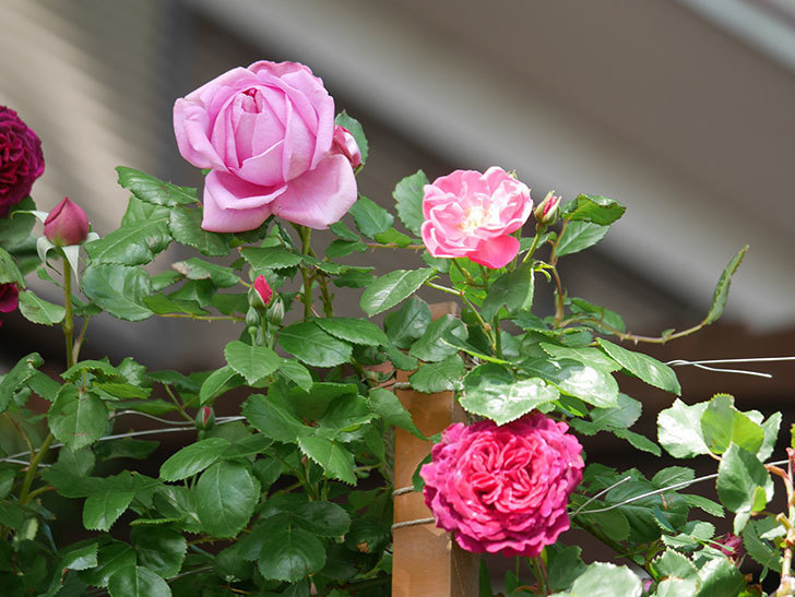 ローズ・ポンパドゥール(Rose Pompadour)の花が咲いた。半ツルバラ。2021年-008.jpg