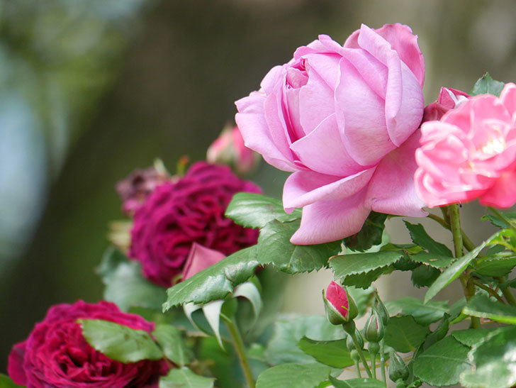 ローズ・ポンパドゥール(Rose Pompadour)の花が咲いた。半ツルバラ。2021年-010.jpg