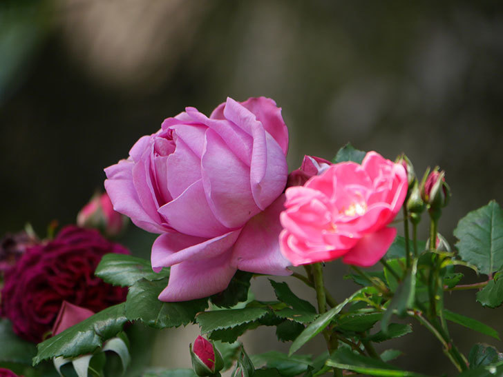 ローズ・ポンパドゥール(Rose Pompadour)の花が咲いた。半ツルバラ。2021年-011.jpg