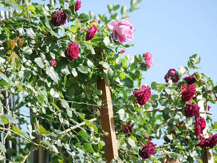 ローズ・ポンパドゥール(Rose Pompadour)の花が咲いた。半ツルバラ。2021年-012.jpg