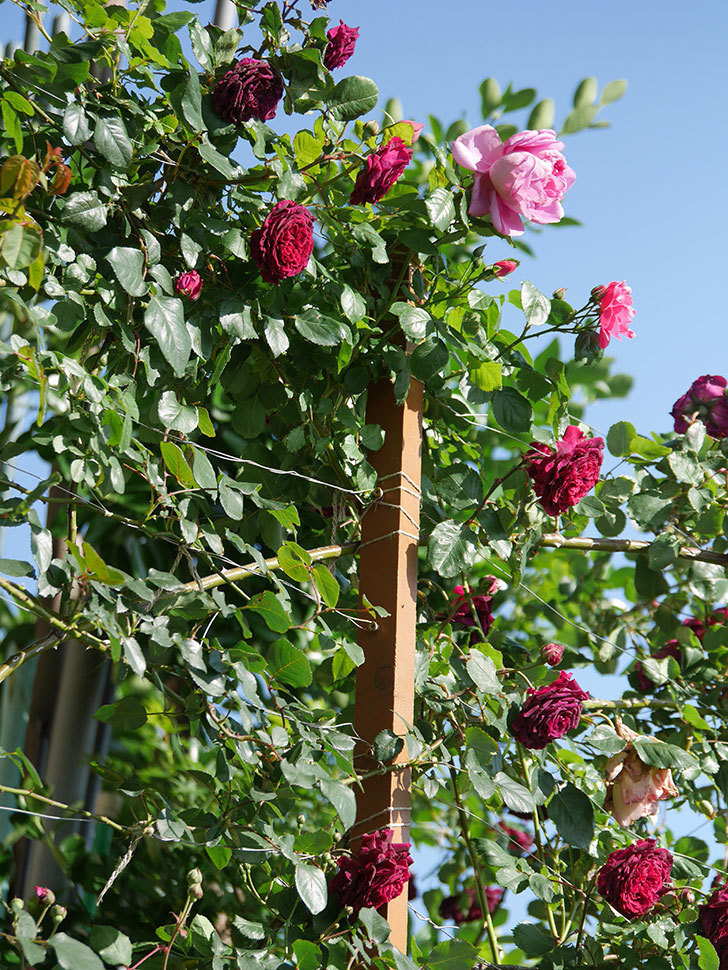 ローズ・ポンパドゥール(Rose Pompadour)の花が咲いた。半ツルバラ。2021年-014.jpg