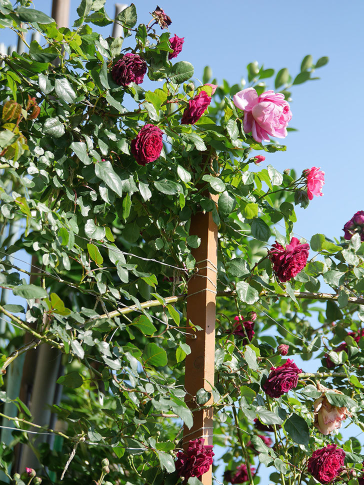 ローズ・ポンパドゥール(Rose Pompadour)の花が咲いた。半ツルバラ。2021年-015.jpg
