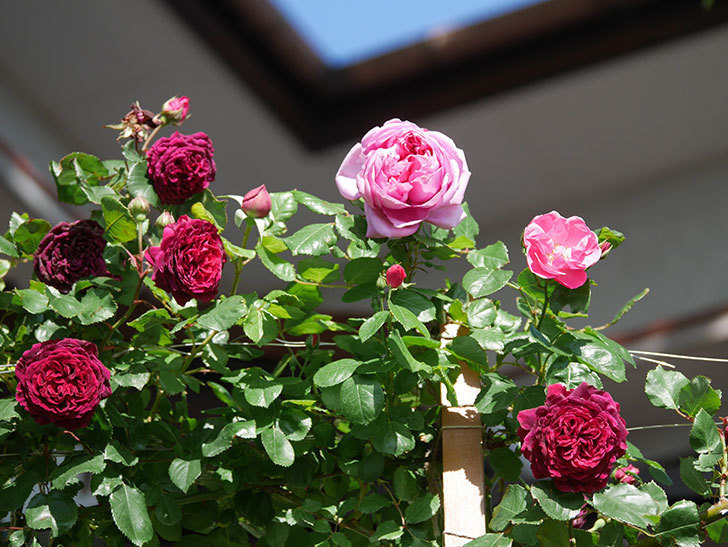 ローズ・ポンパドゥール(Rose Pompadour)の花が咲いた。半ツルバラ。2021年-016.jpg