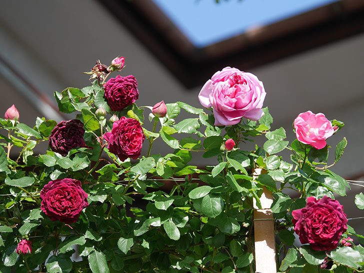 ローズ・ポンパドゥール(Rose Pompadour)の花が咲いた。半ツルバラ。2021年-017.jpg