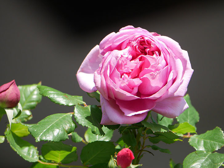 ローズ・ポンパドゥール(Rose Pompadour)の花が咲いた。半ツルバラ。2021年-018.jpg