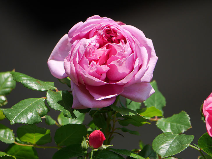 ローズ・ポンパドゥール(Rose Pompadour)の花が咲いた。半ツルバラ。2021年-019.jpg