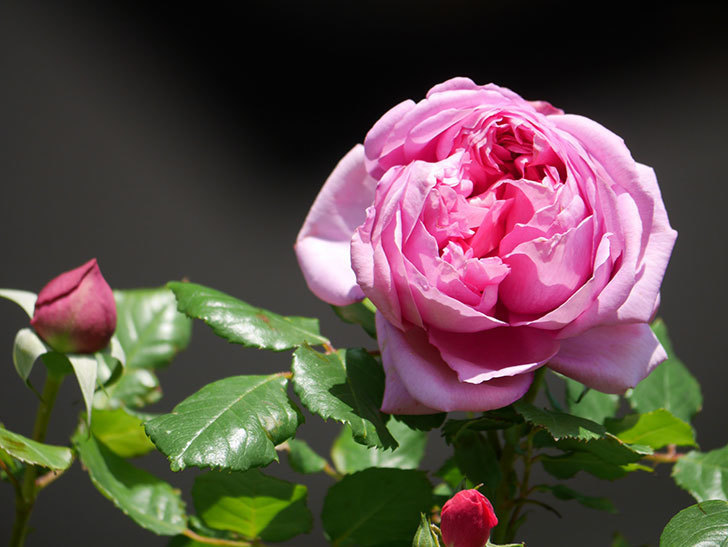 ローズ・ポンパドゥール(Rose Pompadour)の花が咲いた。半ツルバラ。2021年-020.jpg