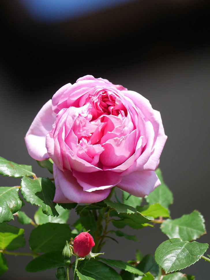 ローズ・ポンパドゥール(Rose Pompadour)の花が咲いた。半ツルバラ。2021年-021.jpg