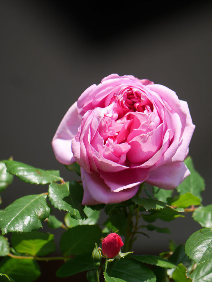ローズ・ポンパドゥール(Rose Pompadour)の花が咲いた。半ツルバラ。2021年-022.jpg