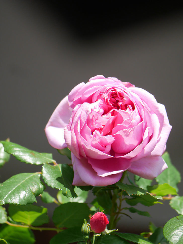 ローズ・ポンパドゥール(Rose Pompadour)の花が咲いた。半ツルバラ。2021年-023.jpg