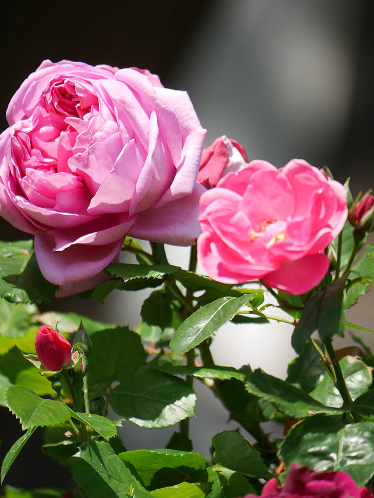 ローズ・ポンパドゥール(Rose Pompadour)の花が咲いた。半ツルバラ。2021年-025.jpg