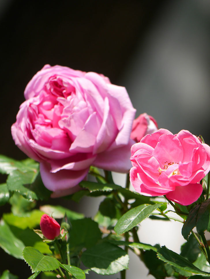 ローズ・ポンパドゥール(Rose Pompadour)の花が咲いた。半ツルバラ。2021年-026.jpg