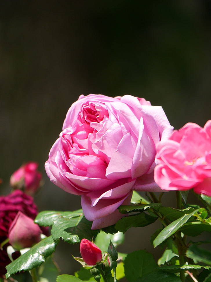ローズ・ポンパドゥール(Rose Pompadour)の花が咲いた。半ツルバラ。2021年-027.jpg