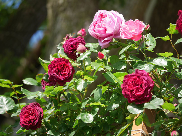 ローズ・ポンパドゥール(Rose Pompadour)の花が咲いた。半ツルバラ。2021年-030.jpg