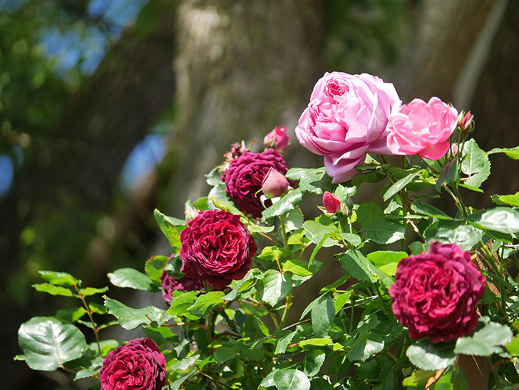 ローズ・ポンパドゥール(Rose Pompadour)の花が咲いた。半ツルバラ。2021年-031.jpg