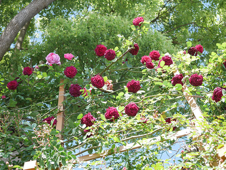 ローズ・ポンパドゥール(Rose Pompadour)の花が咲いた。半ツルバラ。2021年-032.jpg