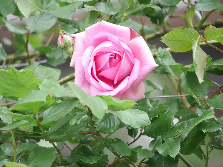 ローズ・ポンパドゥール(Rose Pompadour)の花が咲いた。半ツルバラ。2022年-001.jpg