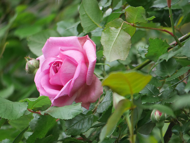 ローズ・ポンパドゥール(Rose Pompadour)の花が咲いた。半ツルバラ。2022年-003.jpg