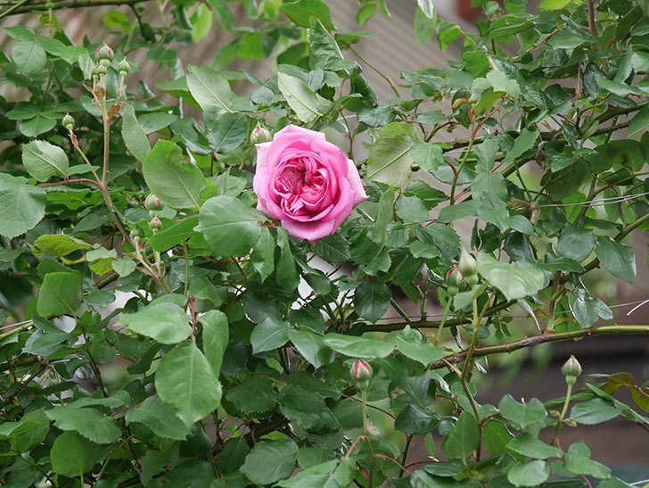 ローズ・ポンパドゥール(Rose Pompadour)の花が咲いた。半ツルバラ。2022年-004.jpg