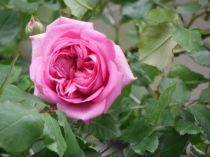 ローズ・ポンパドゥール(Rose Pompadour)の花が咲いた。半ツルバラ。2022年-005.jpg