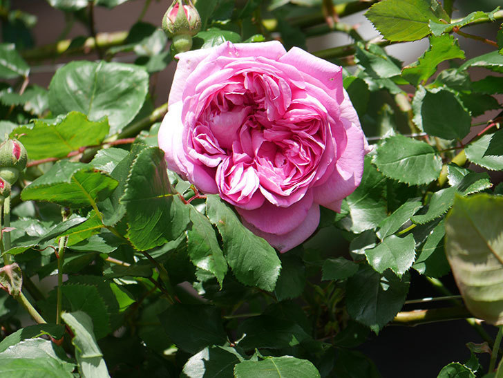 ローズ・ポンパドゥール(Rose Pompadour)の花が咲いた。半ツルバラ。2022年-008.jpg