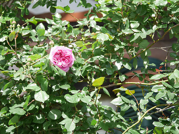 ローズ・ポンパドゥール(Rose Pompadour)の花が咲いた。半ツルバラ。2022年-009.jpg