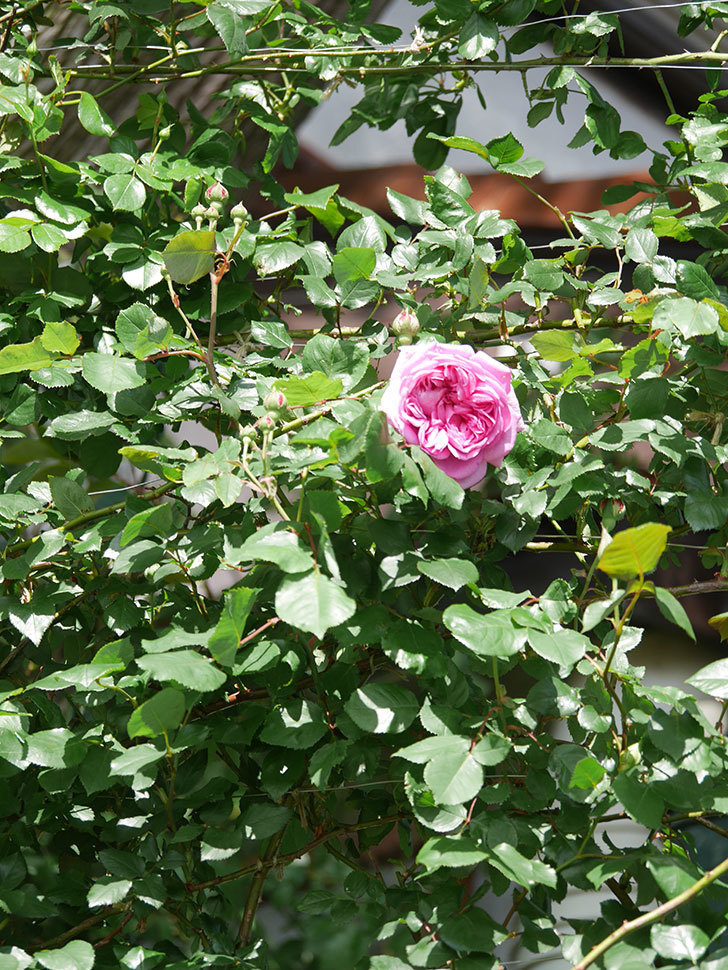 ローズ・ポンパドゥール(Rose Pompadour)の花が咲いた。半ツルバラ。2022年-010.jpg