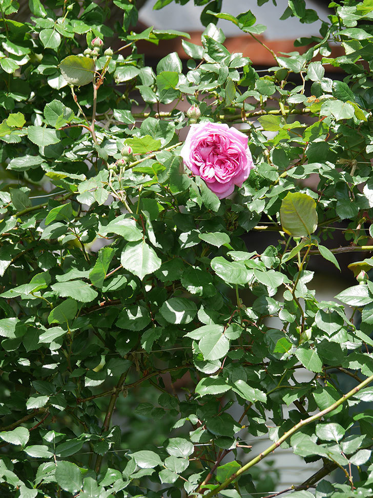ローズ・ポンパドゥール(Rose Pompadour)の花が咲いた。半ツルバラ。2022年-011.jpg