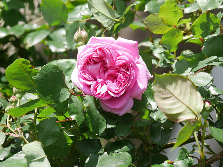ローズ・ポンパドゥール(Rose Pompadour)の花が咲いた。半ツルバラ。2022年-012.jpg