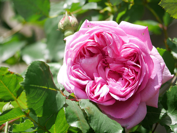 ローズ・ポンパドゥール(Rose Pompadour)の花が咲いた。半ツルバラ。2022年-014.jpg