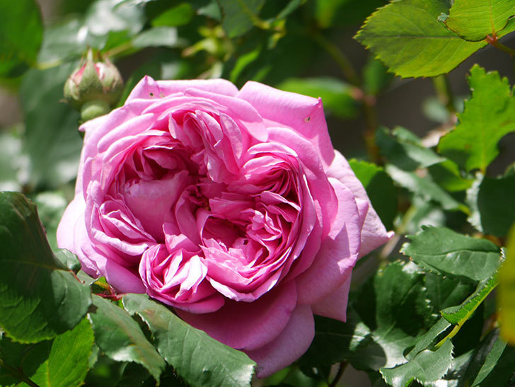 ローズ・ポンパドゥール(Rose Pompadour)の花が咲いた。半ツルバラ。2022年-015.jpg