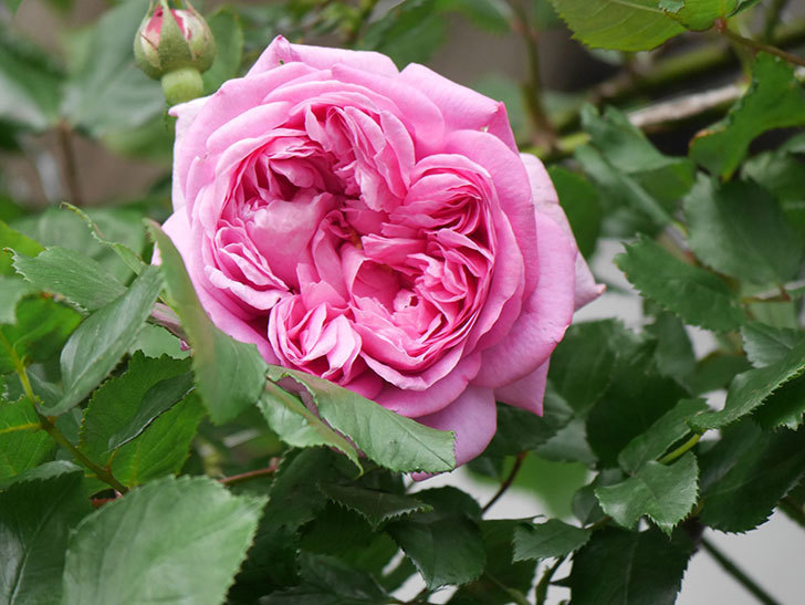 ローズ・ポンパドゥール(Rose Pompadour)の花が咲いた。半ツルバラ。2022年-020.jpg