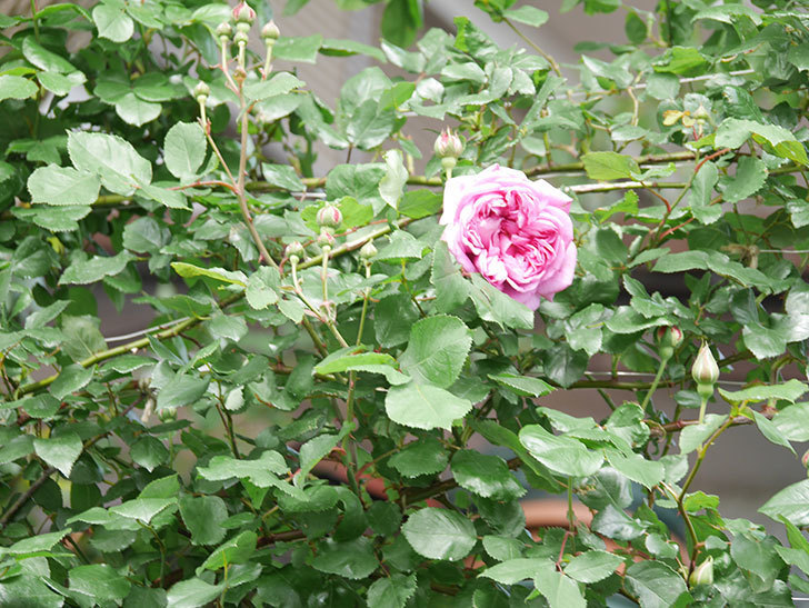 ローズ・ポンパドゥール(Rose Pompadour)の花が咲いた。半ツルバラ。2022年-021.jpg