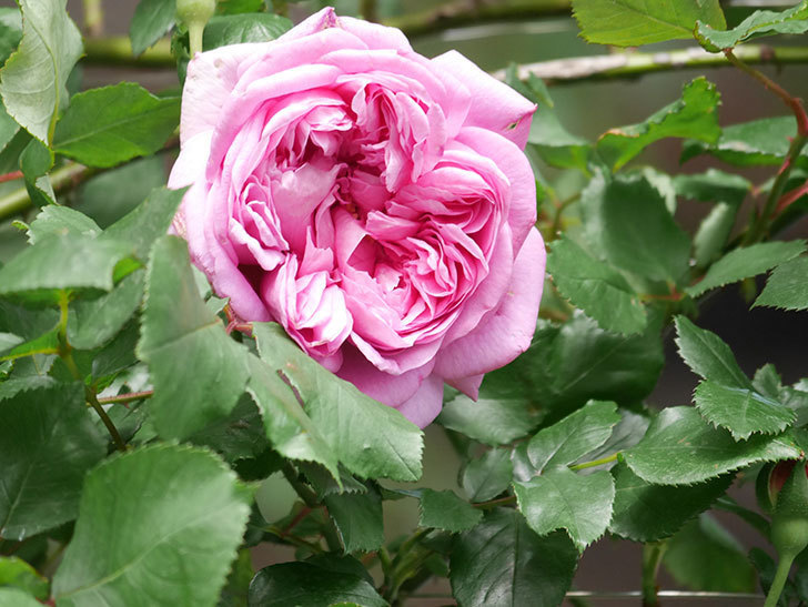 ローズ・ポンパドゥール(Rose Pompadour)の花が咲いた。半ツルバラ。2022年-022.jpg