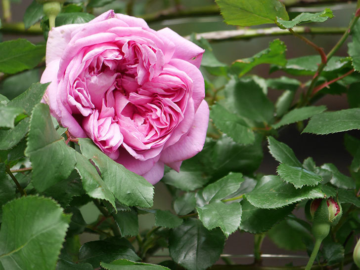 ローズ・ポンパドゥール(Rose Pompadour)の花が咲いた。半ツルバラ。2022年-023.jpg