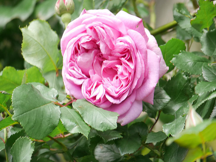 ローズ・ポンパドゥール(Rose Pompadour)の花が咲いた。半ツルバラ。2022年-024.jpg