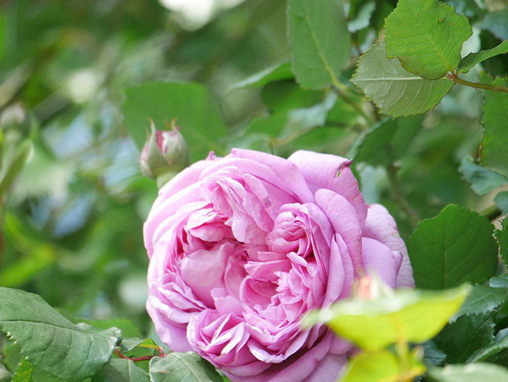 ローズ・ポンパドゥール(Rose Pompadour)の花が咲いた。半ツルバラ。2022年-026.jpg