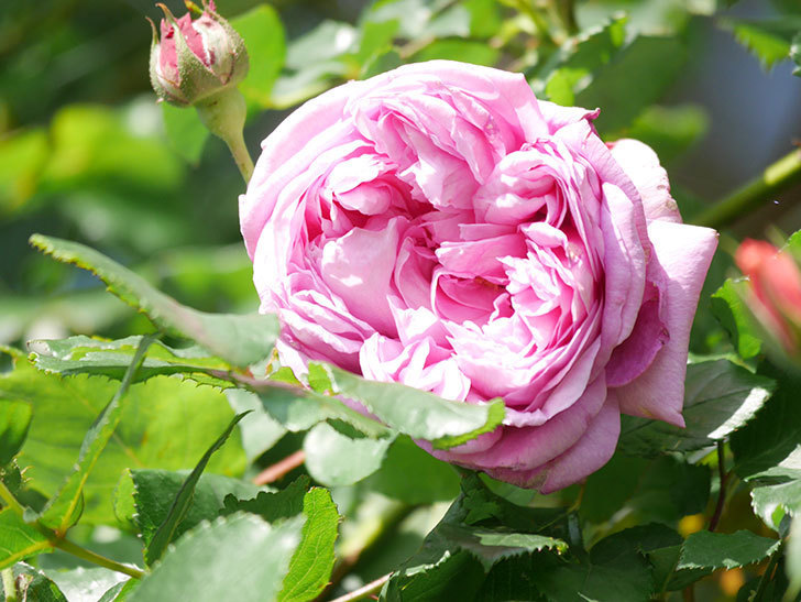 ローズ・ポンパドゥール(Rose Pompadour)の花が咲いた。半ツルバラ。2022年-027.jpg