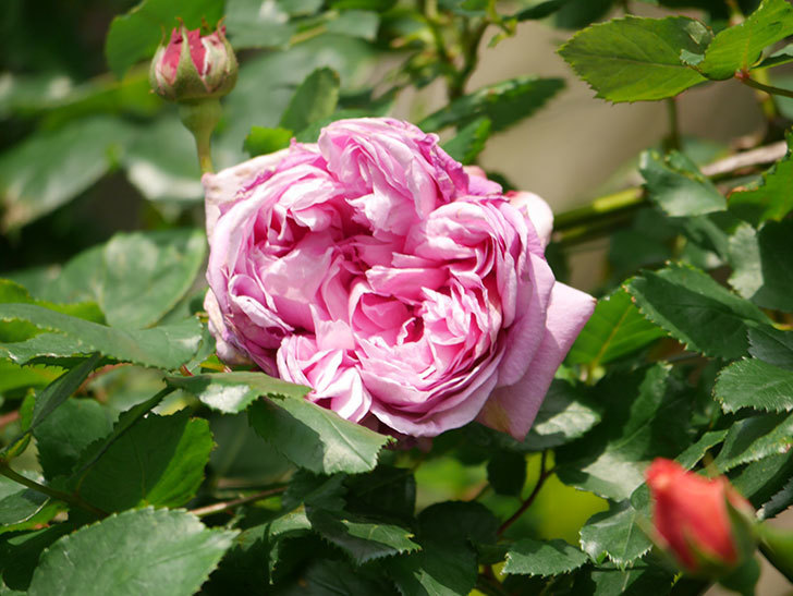 ローズ・ポンパドゥール(Rose Pompadour)の花が咲いた。半ツルバラ。2022年-028.jpg