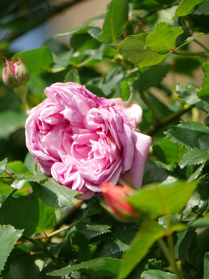 ローズ・ポンパドゥール(Rose Pompadour)の花が咲いた。半ツルバラ。2022年-029.jpg