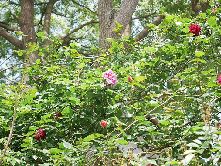 ローズ・ポンパドゥール(Rose Pompadour)の花が咲いた。半ツルバラ。2022年-030.jpg