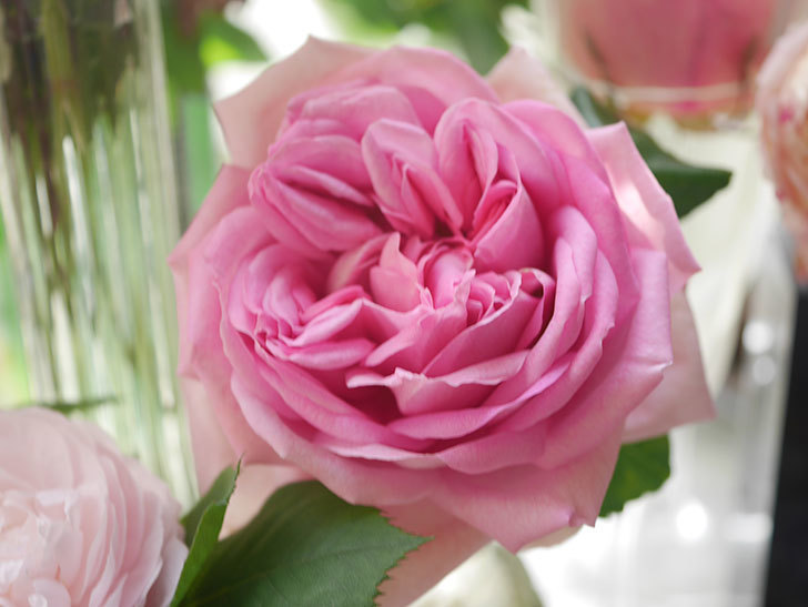 ローズ・ポンパドゥール(Rose Pompadour)の花が咲いた。半ツルバラ。2022年-034.jpg