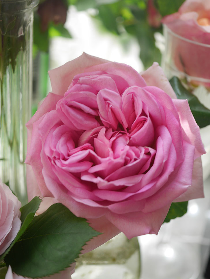 ローズ・ポンパドゥール(Rose Pompadour)の花が咲いた。半ツルバラ。2022年-035.jpg